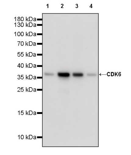 CDK6 Recombinant Rabbit mAb (S-1312-23)