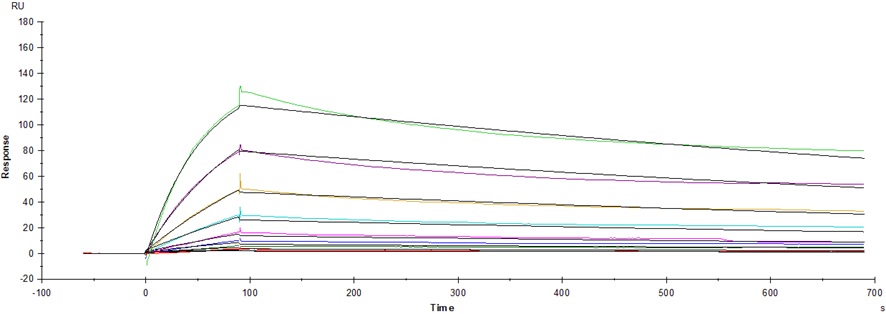 Spike RBD His Tag, SARS-CoV-2(BA.2/Omicron)