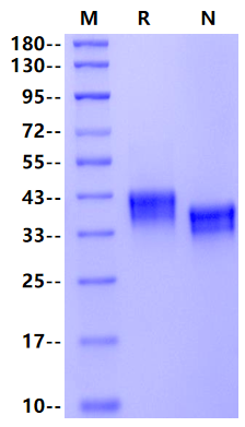 CD84/SLAMF5 His Tag Protein, Mouse