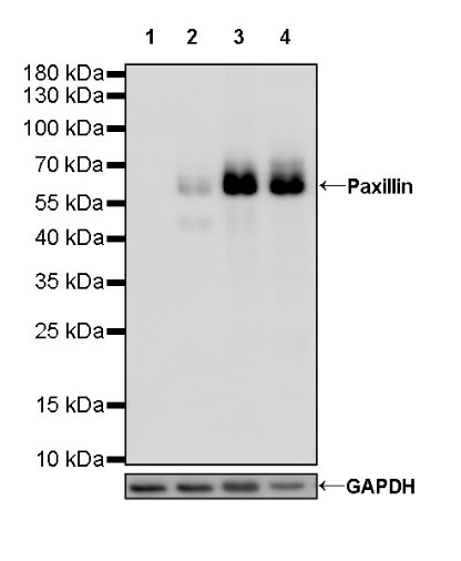 Paxillin Recombinant Rabbit mAb (S-619-12)
