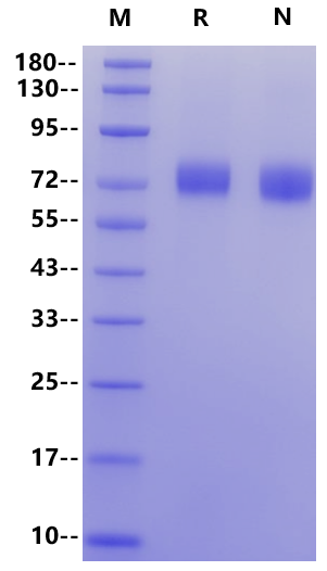 FCRL5/FcRH3 His Tag Protein, Mouse