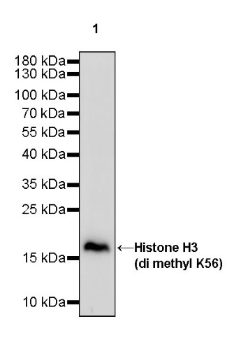 Histone H3 (di methyl K56) Recombinant Rabbit mAb (S-R427)