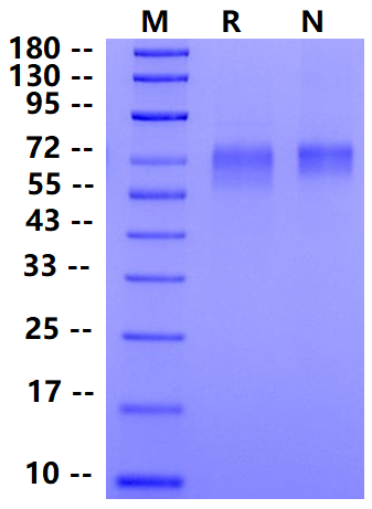 Biotinylated EGFRvIII His&Avi Tag Protein, Human