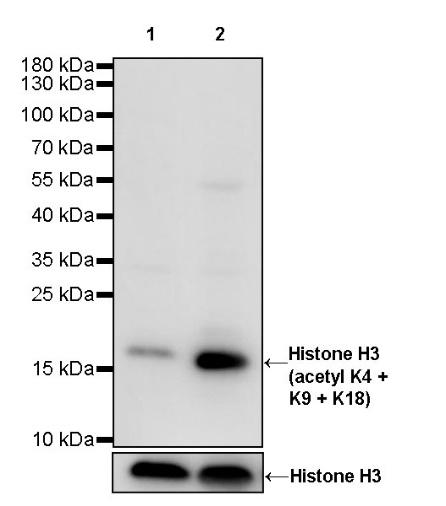 Histone H3 (acetyl K4 + K9 + K18) Rabbit polyclonal antibody