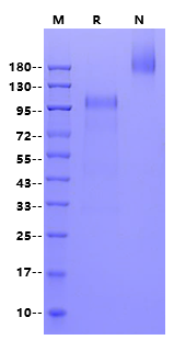 Flt-3/Flk-2 Protein, Mouse
