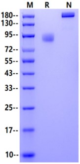 BTNL2 mFc Chimera Protein, Mouse