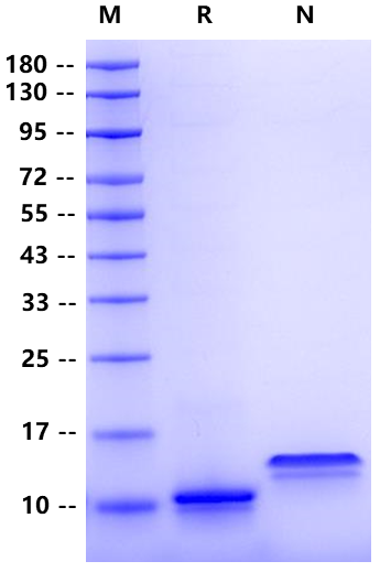 Eotaxin/CCL11 Protein, Human
