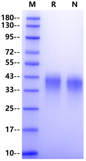 PD-1 mFc Chimera Protein, Mouse