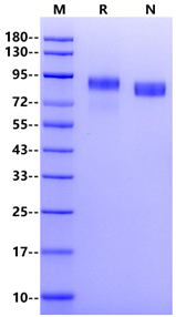 Her3 His Tag Protein, Rhesus macaque