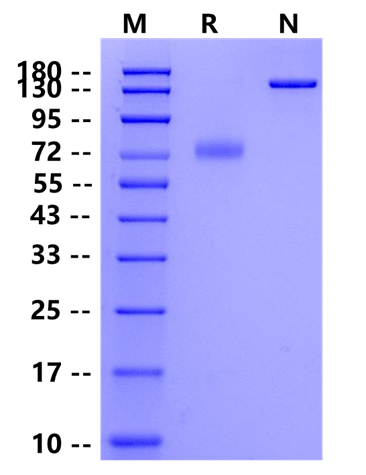 Biotinylated PD-L1 Fc&Avi Tag Protein, Mouse