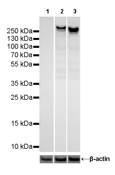 S-RMab® CD45 Recombinant Rabbit mAb (SDT-R035)
