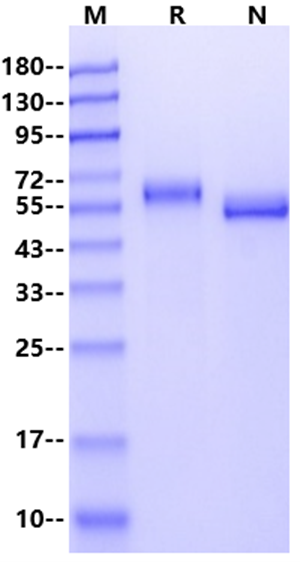 EphA2 His Tag Protein, Human