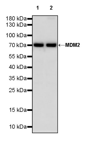 MDM2 Recombinant Rabbit mAb (S-1236-49)