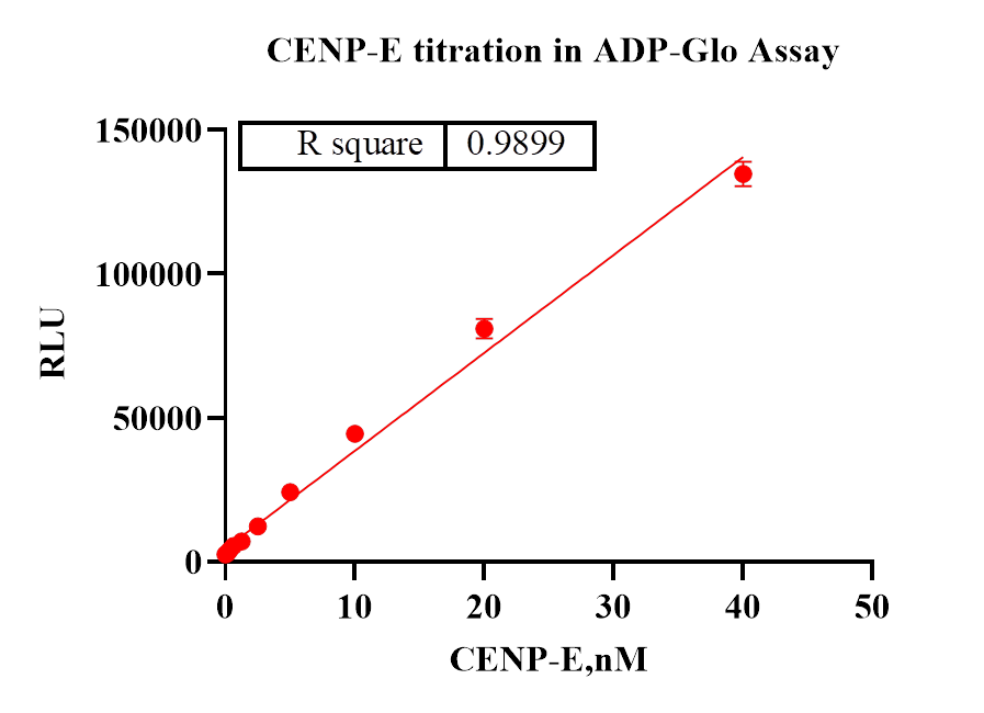 CENP-E(Motor Domain) Protein