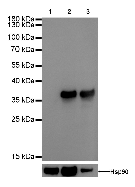 Annexin A1 Recombinant Rabbit mAb(SDT-020-36)