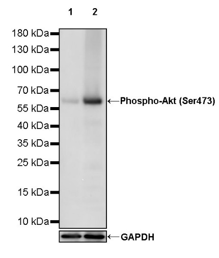 Phospho-Akt (Ser473) Recombinant Rabbit mAb (S-763-7)