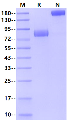 IL-1 RII/CD121b Fc Chimera Protein, Human