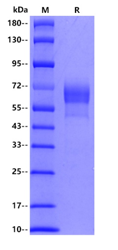 Human CD27, hFc tag