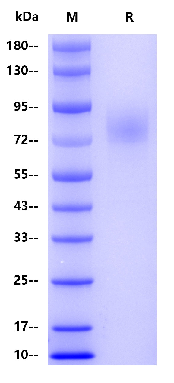 Human Thrombopoietin, His tag