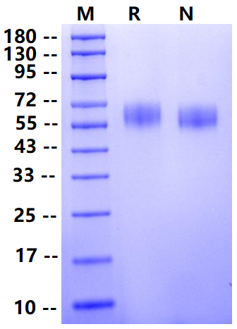Biotinylated SIRP-α/CD172a His&Avi Tag Protein, Cynomolgus