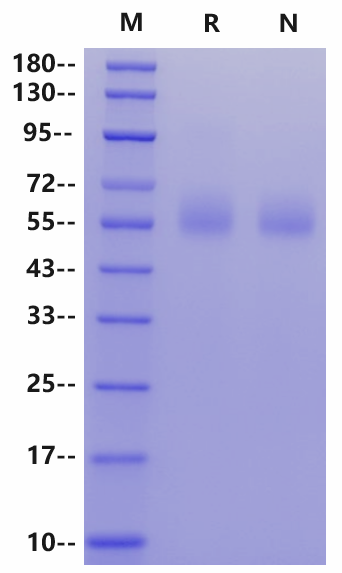CEACAM-8/CD66b His Tag Protein, Human