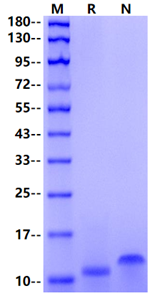 COL6A3 His Tag Protein, Human