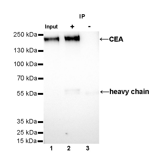 CEA(CD66e) Recombinant Rabbit mAb (SDT-098-54)