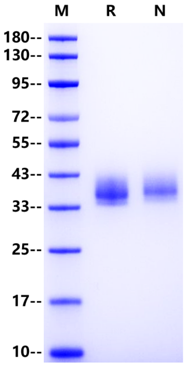 Tissue Factor Protein, Human