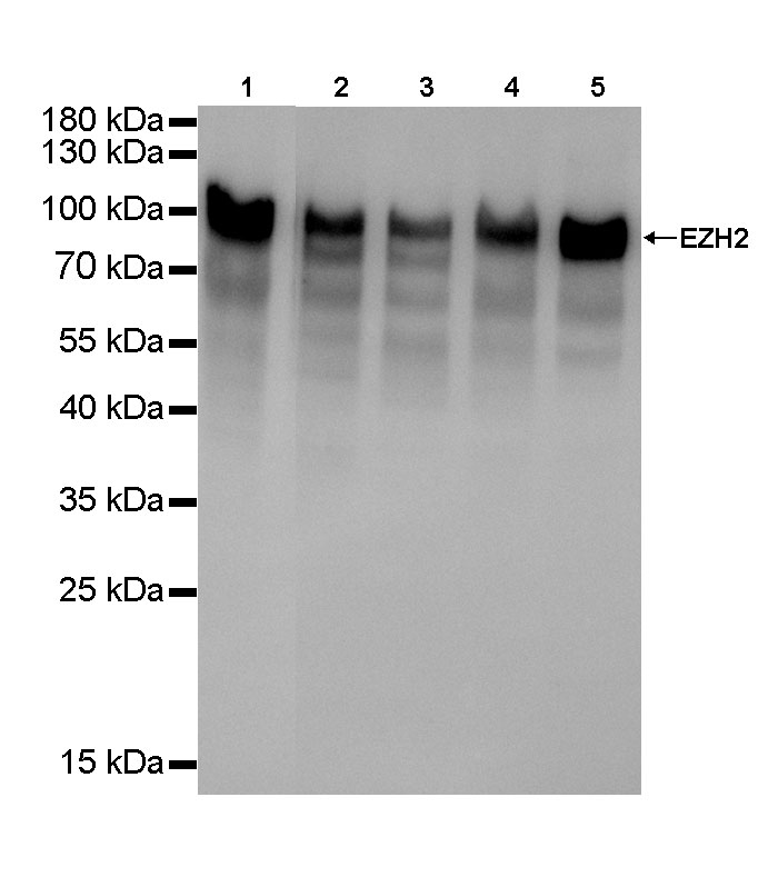 EZH2 Recombinant Rabbit mAb(SDT-053-49)