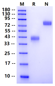 Biotinylated CD52 Fc&Avi Tag Protein, Human