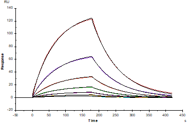 ACVR2A His Tag Protein, Human