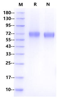 LILRA6/CD85b/ILT8 His Tag Protein, Human