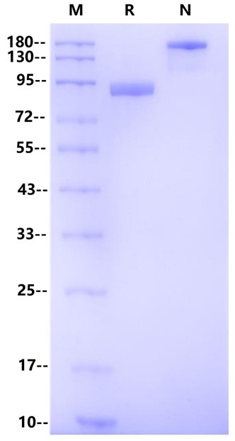 LILRA6/CD85b/ILT8 Fc Chimera Protein, Human