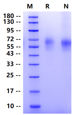 Biotinylated CD155/PVR His&Avi Tag Protein, Human