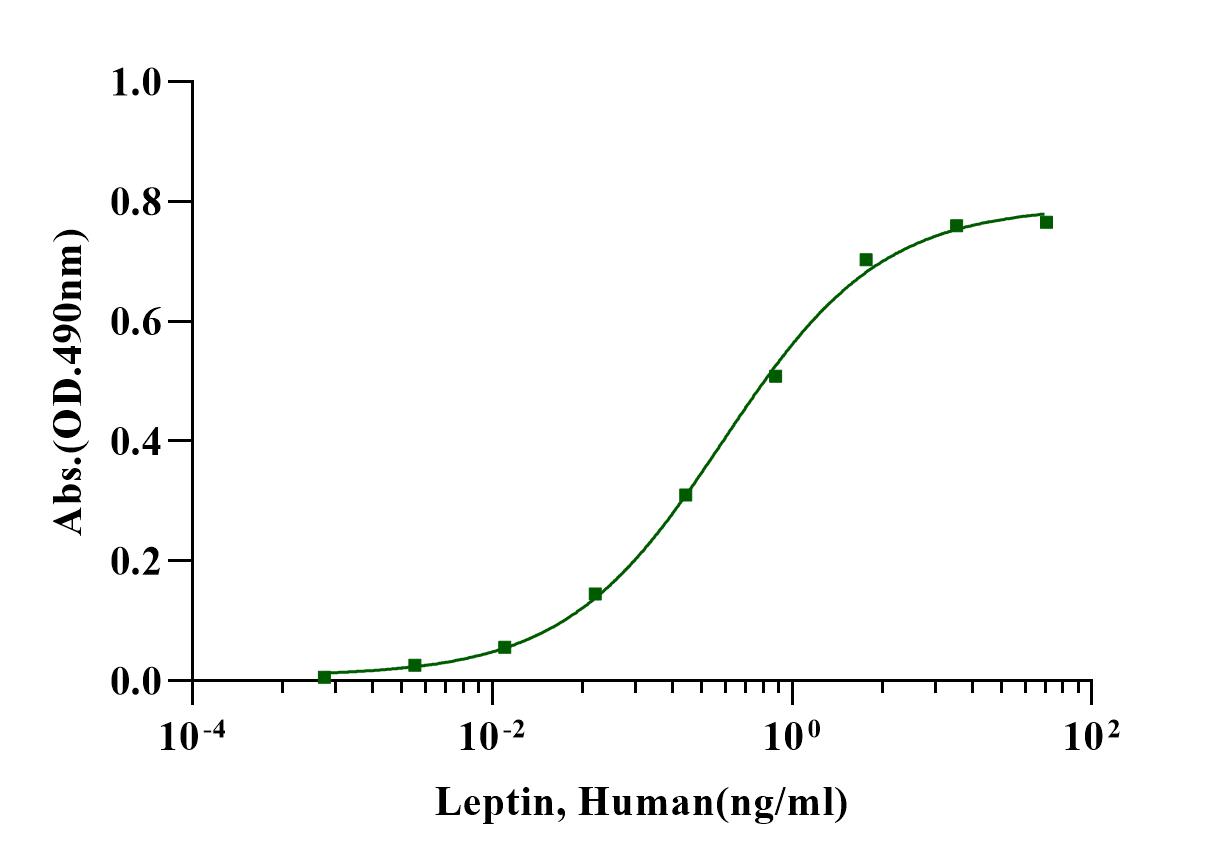 Leptin Protein, Human