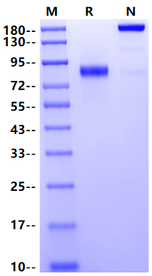 LAG-3/CD223 Fc Chimera Protein, Mouse