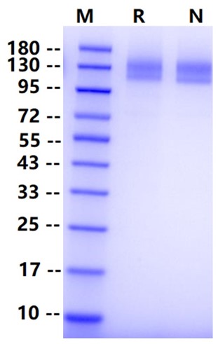 Biotinylated VEGF-R2/KDR Avi&His Tag Protein, Human