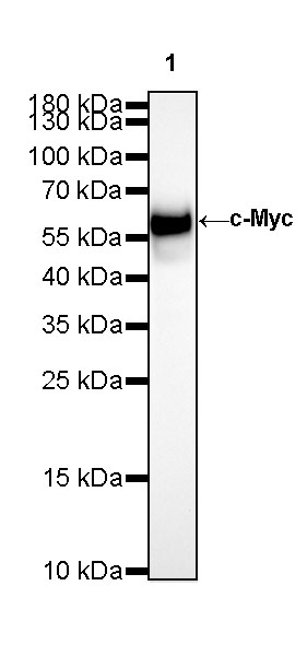 S-RMab® c-Myc Recombinant Rabbit mAb (SDT-R138)