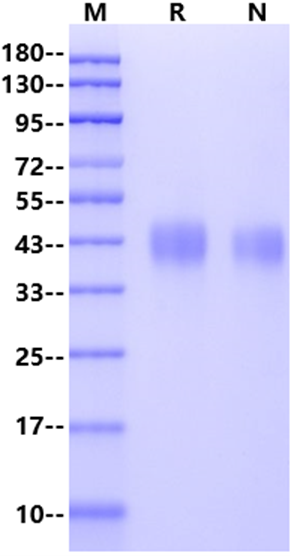 CD48 His Tag Protein, Human