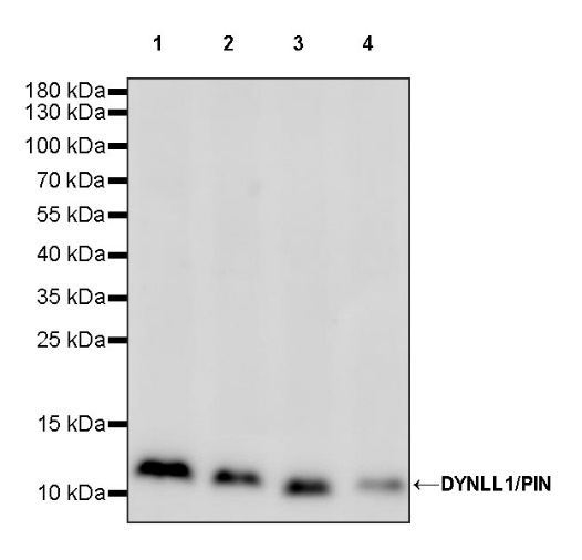 DYNLL1/PIN Recombinant Rabbit mAb (S-1460-8)