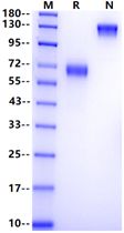 CD27/TNFRSF7 Fc Chimera Protein, Human