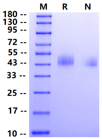 Biotinylated Fc γ RI/CD64 His&Avi Tag Protein, Mouse