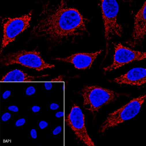 Goat anti-Rabbit IgG(H+L) (Alexa Fluor® 594 Conjugate)