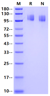 OSMR His Tag Protein, Canine