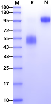 Fas/TNFRSF6/CD95 Fc Chimera Protein, Mouse