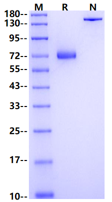 Nectin-4 Fc Chimera Protein, Mouse