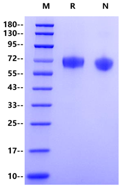 LILRB3/CD85a/ILT5 His Tag Protein, Human