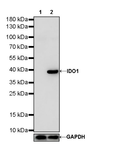 IDO1/Indoleamine 2,3-dioxygenase Recombinant Rabbit mAb (S-R225)