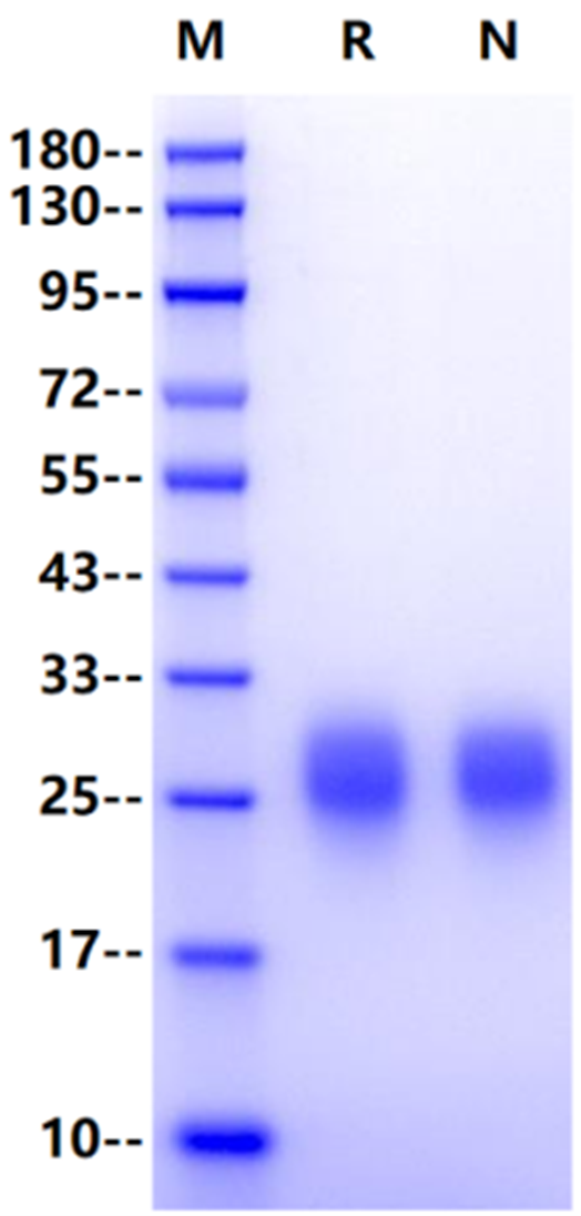 ALK-1/ACVRL1 His Tag Protein, Mouse