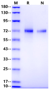 LILRB5/CD85c/LIR8 His Tag Protein, Human